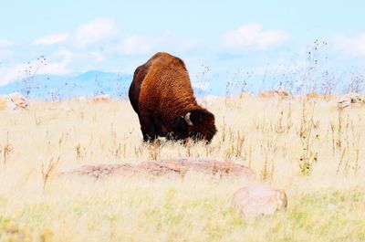 Bison on grass against sky