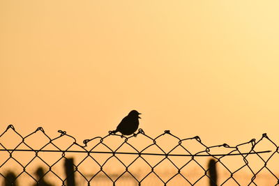 Low angle view of bird perching on chainlink fence