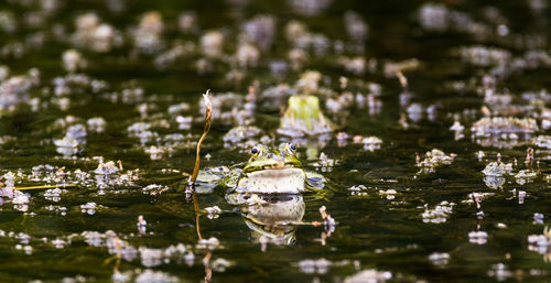 Close-up of flowering plants by lake