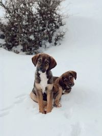 Dogs running on snow covered field