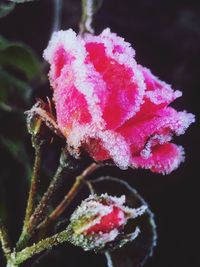 Close-up of frozen ice