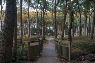 Trees in forest