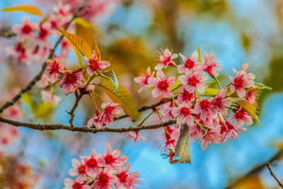 Close-up of pink cherry blossoms