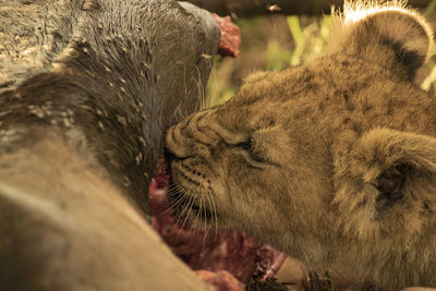 Close-up of an african lion cub eating a wildebeest 