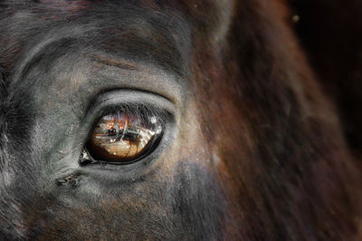 Close-up on colorful horse eye