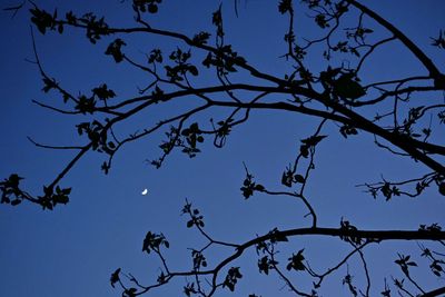 Low angle view of bare trees against clear blue sky