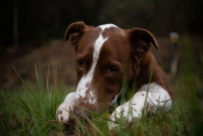 dog