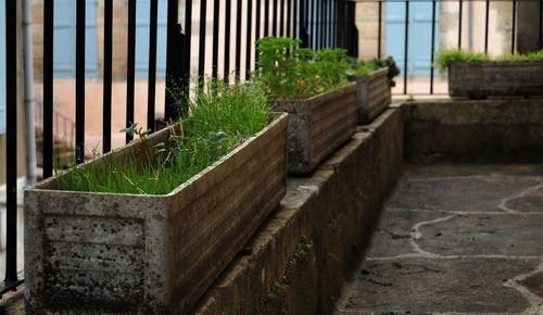 Potted plants by fence