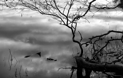 Birds flying over bare tree against sky