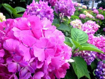 Close-up of pink flowers