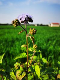 Close-up of flowering plant on land against sky