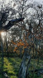 Scenic view of trees in forest against sky