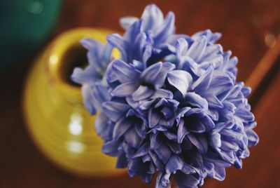 High angle view of hyacinth flowers in vase