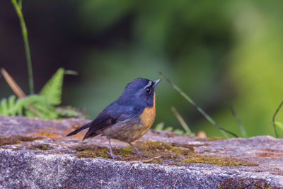 Close-up of bird perching on rock