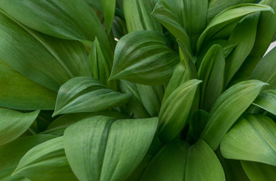 Full frame shot of plants