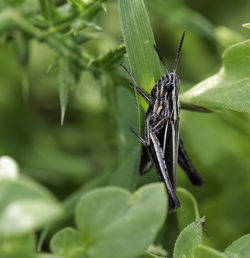 Close-up of insect on leaf