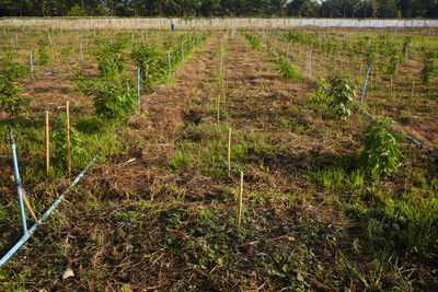 Plants growing on field