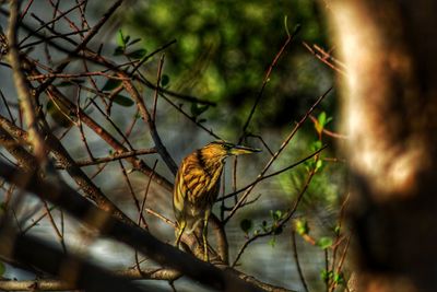 Close-up of bird perching on tree