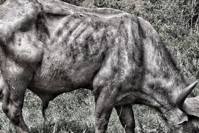 Horse grazing on field