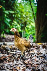 Side view of a bird on land