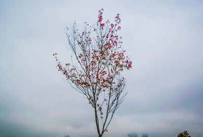 Low angle view of flowering plant against sky