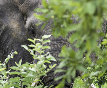 Close-up of elephant on plant