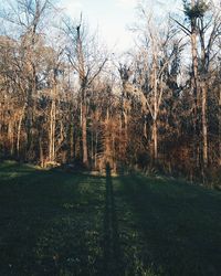 Bare trees on grassy field