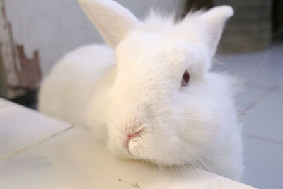 Close-up of white cat