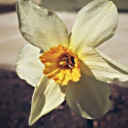 Close-up of flower blooming outdoors