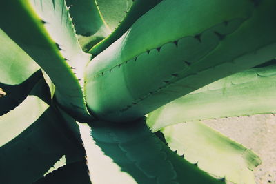 Close-up of succulent plant