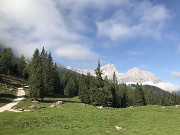 Panoramic view of pine trees against sky