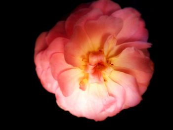 Close-up of pink flower over black background