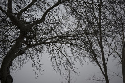 Low angle view of bare tree against sky