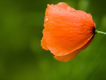 Close-up of orange rose flower