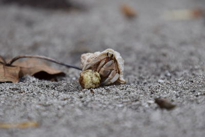 Hermit crab at beach