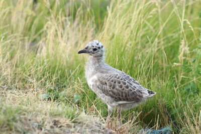 Close-up of a bird on grass