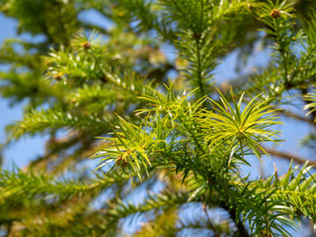 Low angle view of pine tree