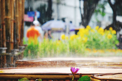 Scenic view of flowering plants during rainy season