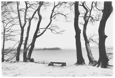 Bare trees on snow covered land against sky