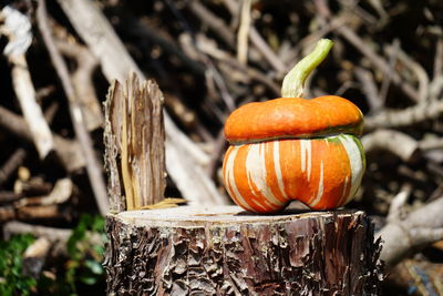 Close-up of pumpkins on pumpkin during halloween