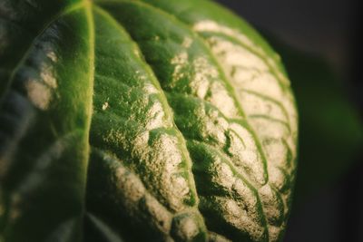 Close up of leaf