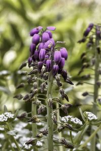 Close-up of purple flowering plant