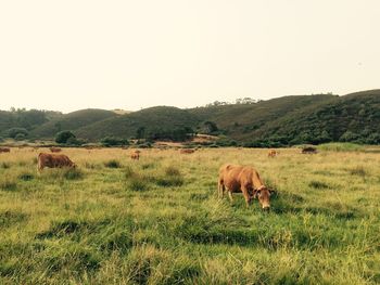 Cows grazing on grassy field against clear sky