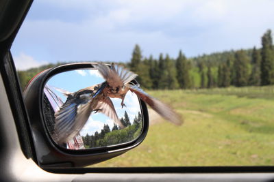 Bird flying by window in car