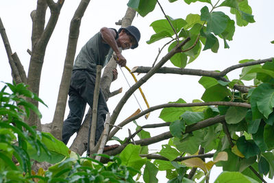 Low angle view of man working on tree branch