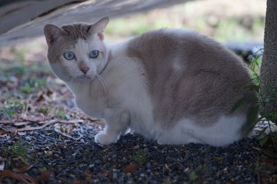 Close-up portrait of a cat on field