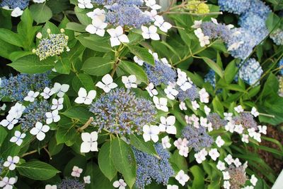 Full frame shot of white flowers