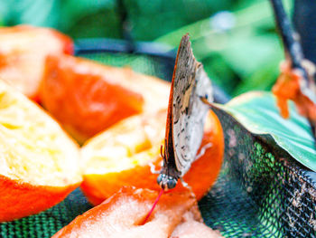 Close-up of orange fruit