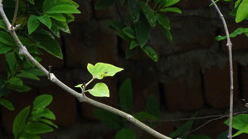 Close-up of fresh green plant