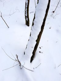 High angle view of bare branches during winter